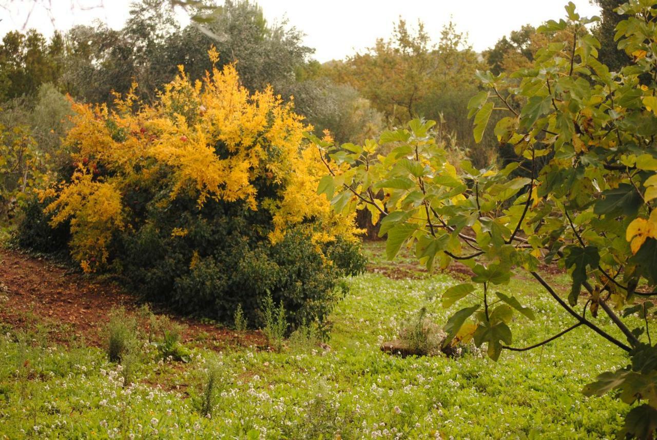 Il Giardino Di Viola Bed & Breakfast Ceglie Messapica Exterior photo